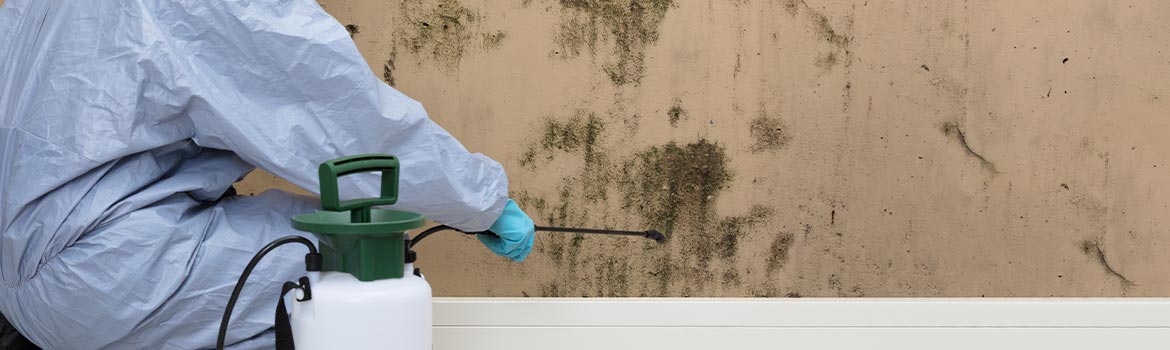 Banner of mold cleanup services