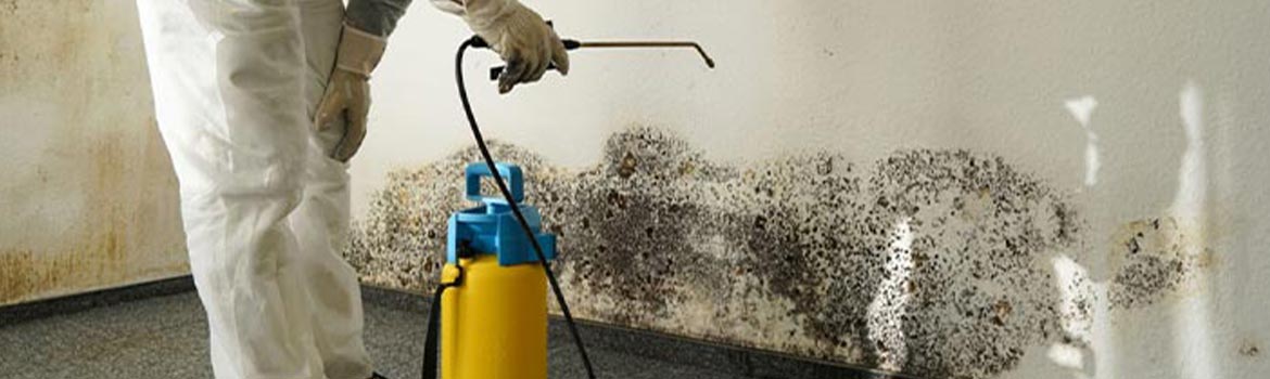 Banner of mold removal and mold remediation service