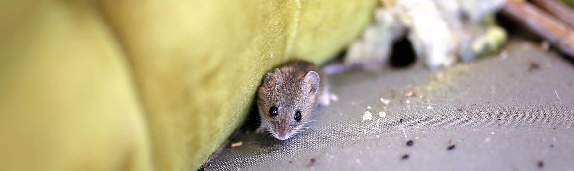 Banner of rodent infestation cleanup