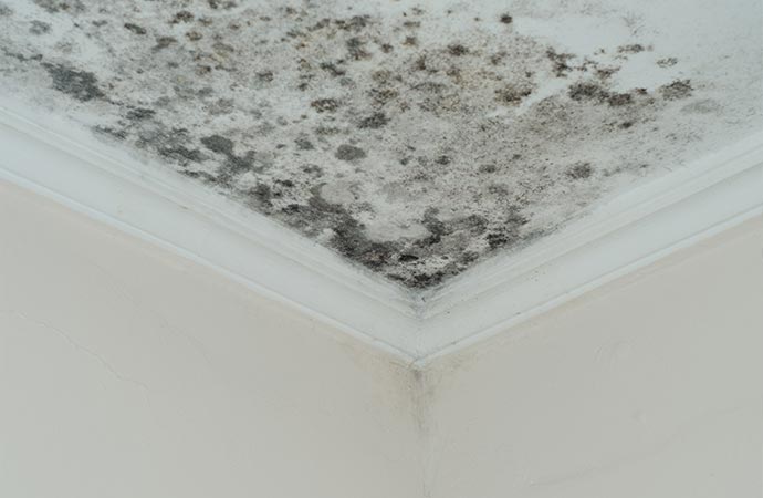 Spots of mold on the ceiling