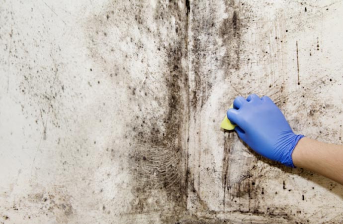 mold remediation wearing hand gloves