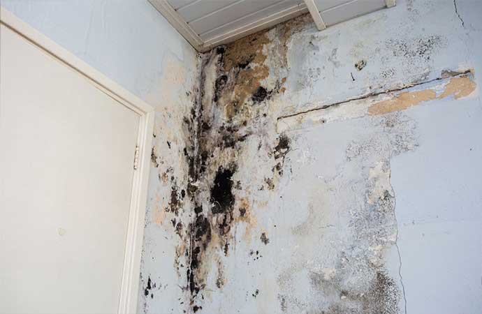 What Causes Mold to Grow
