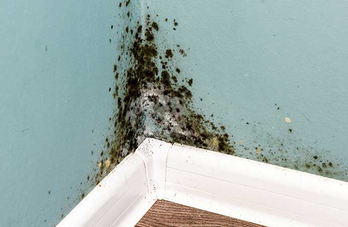 Why Choose Us For Black Mold Remediation In Knoxville