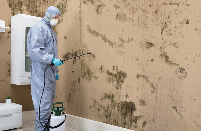Professional worker removing black mold from the wall