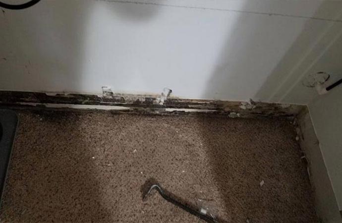 Professional mold removal service